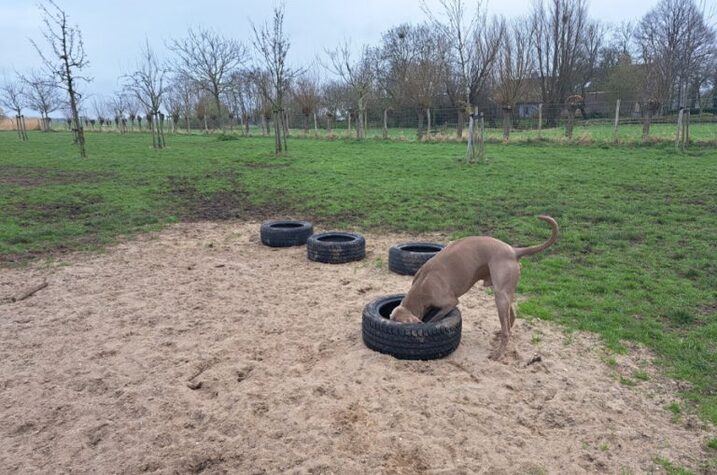 Losloopveld Losloopveld